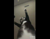 Black white cat belly dance music tiktok