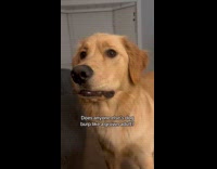 Dog burps loud in front of hooman