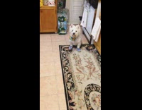 white dog blue boots bandana