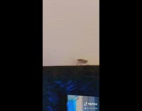 Guy shoots bug blue paintball gun 