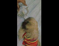 Small brown dog plays with conch shell 