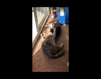 Two pet cat licks and clean each other