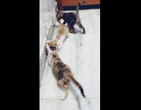 Three kittens mom cat pink collar litter 