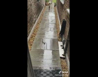 Collab BitchIG2 - Grey cat outside runs into house when called 