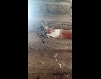 Kitten Kneads Asleep Bunny on Concrete Stairs