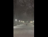 Coyote stop at middle of park snow