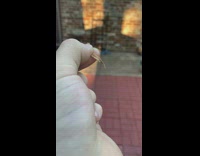 Dried bladed grass with a shroom grown on it