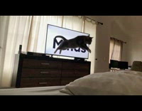 Cat jump dresser to bed blow minds