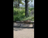 Giant green snake alone on park bench