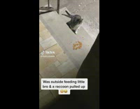 Raccoon Approaches Cat after Man Gives it Snacks