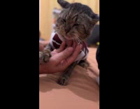 Cat hates being touched hiss at owner
