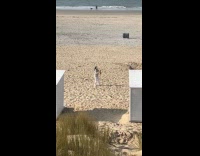 Woman bites phone films dog at beach