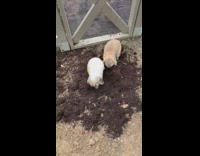 Two brown white bunny rabbits play dirt 