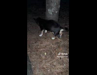 Guy finds dog giant balls