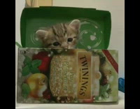 Brown kitten sits in twinings tea box 