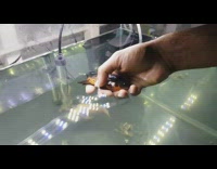 Guy reaches in tank to pet fish 