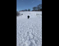 Collab Kale Salad IG - Two people sled down hill fail