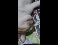 Brown white cat sleeps back paws up 