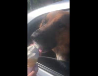 Dog in car window lick ice cream
