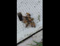 Bees surround a dead queen bee funeral