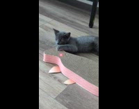 Kitten chase laser dot fish scratch pad
