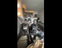 Two pugs on sofa head moves together
