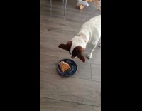Woman gives dog birthday cake 