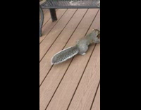 Squirrel runs with a chestnut on its mouth 