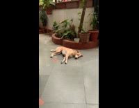 Sleepy dog eats treat while lying down