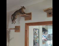 Cat jumps across wood shelves slow motion
