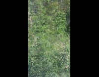 Marijuana plant grow open on the sidewalk