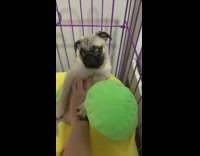 Girl pets pug dog yellow banana bed