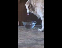 Dog dips face inside of bowl of water 