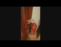 Brown white hamster stands on fire extinguisher 