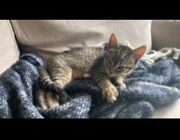 Tabby kitten knead on dark blue blanket
