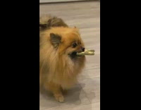 Small brown fluffy dog take bone gift