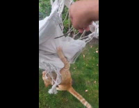 Orange cat tries to jump in hammock 