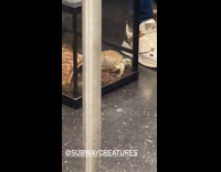 Turtle crawls inside aquarium during train ride