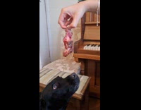 Dog eats chunk of meat without chewing