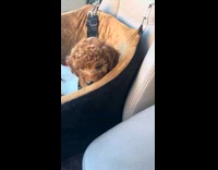 Dog first time to eat pup cup