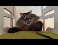 Cat emerges mouth open catches the lanyard