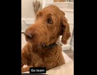 Collab BitchMP - Dog also wants to hold hands with couple