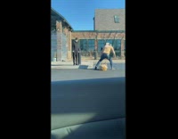 Collab BitchMp - Golden retriever refuses to move