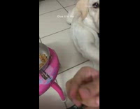 Labrador dog stops girl from eating kibble 