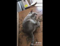 Grey cat knocks over catnip container 
