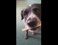 Old black dog eating the remainder of corndog stick