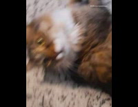 Brown cat lays on kitchen island yawns 