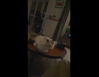 Cat bites end of gold metal spoon