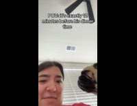 Dog stares at owners face nearing dinner time