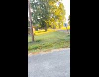 Collab Clips MPUGC - Dog approaching group of cats but gets attacked